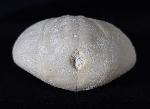 Eupatagus (Oymnopatagus) antillarum (COTTEAU 1875) - Bild &copy; FossNet FossilienStore
